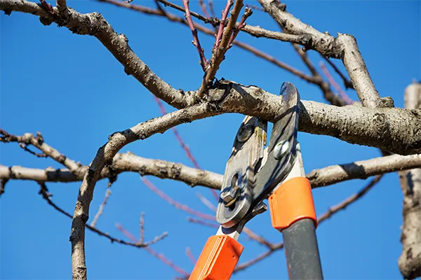 Tree Trimming
