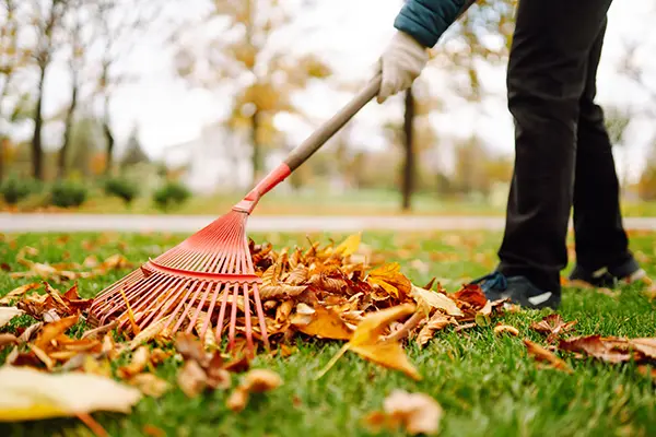 Yard Cleanup